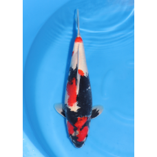 KGE.60 SHOWA KGE.60 SHOWA